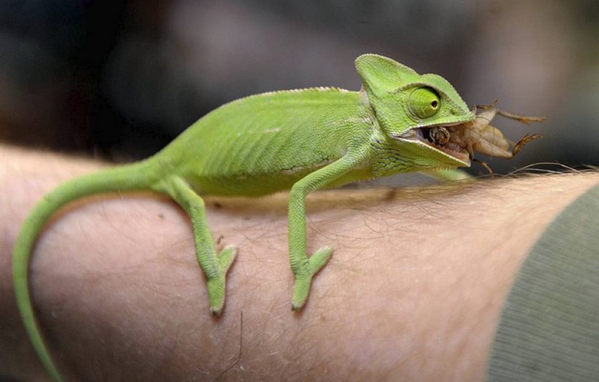 Хамелео кушает