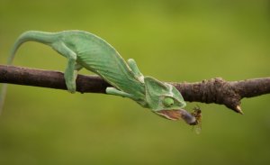 Хамелеон кушает