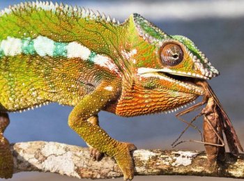 Чем и как часто можно кормить хамелеона в домашних условиях