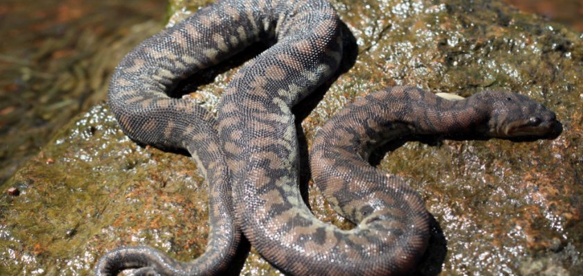 Бородавчатая змея