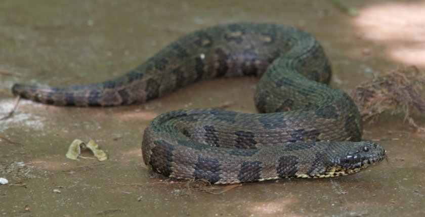 Американские ужи