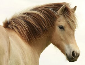 Грива лошади