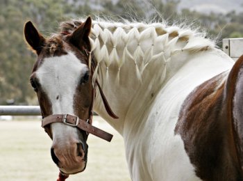 Зачем лошадям грива и как за ней ухаживать