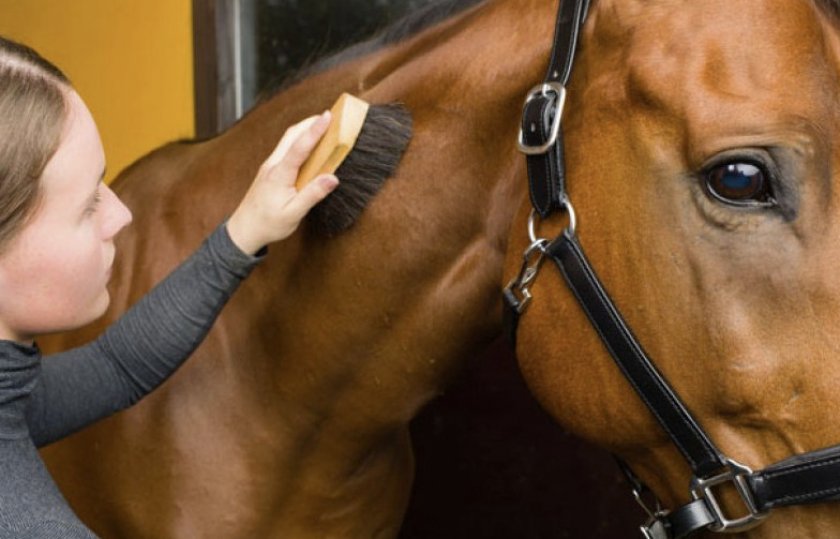 Чистка лошади