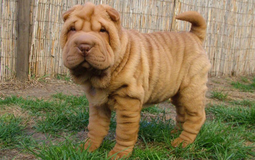 Шарпей Шарпей