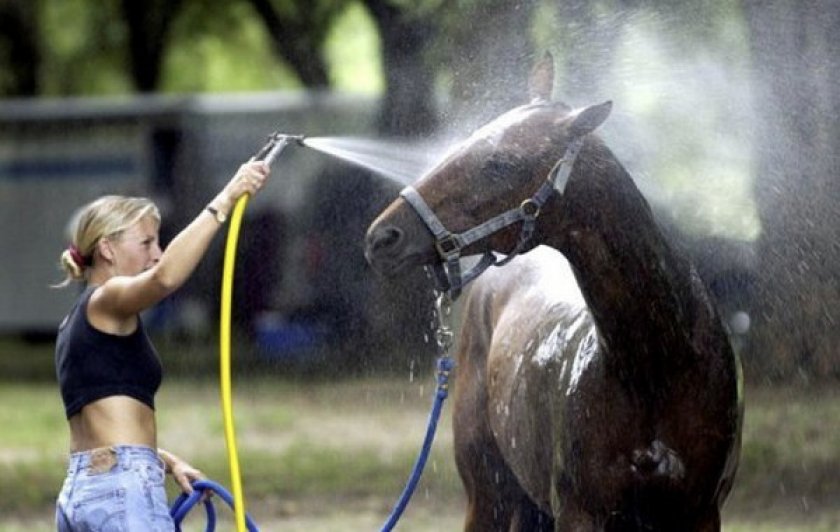 Мойка лошади