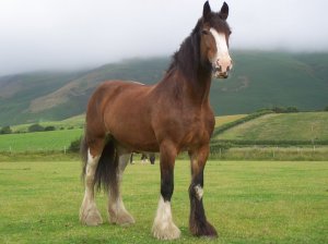 Породистая лошадь