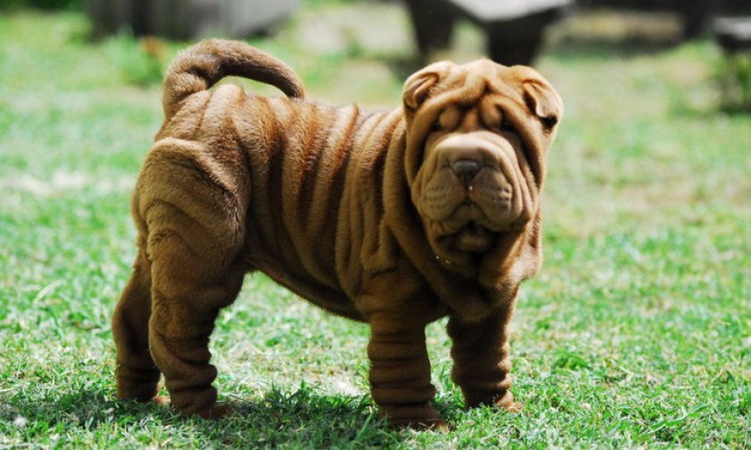 Шарпей Шарпей