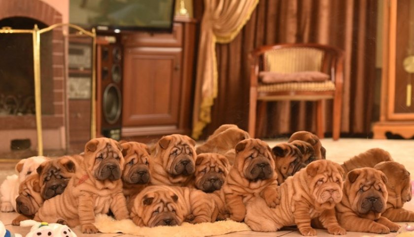 Щенки шарпея Щенки шарпея