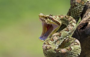 Ядовитые Змеи Мира Фото