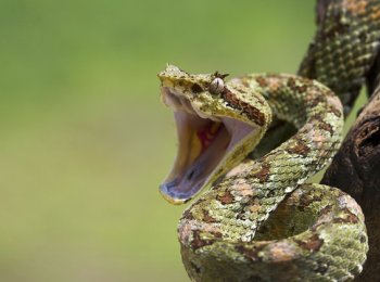 Какие змеи самые ядовитые на планете