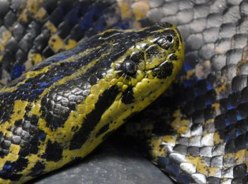 Парагвайская анаконда: как выглядит, где обитает, как ухаживать в домашних условиях