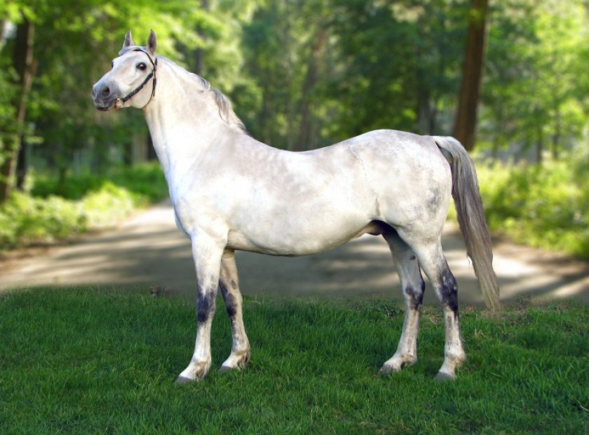 Орловский рысак