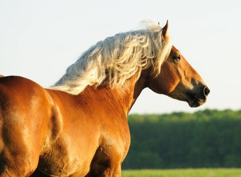 Советский тяжеловоз