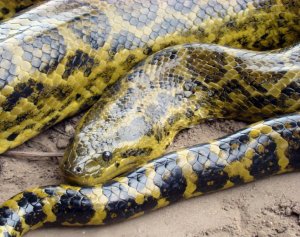 Парагвайская анаконда