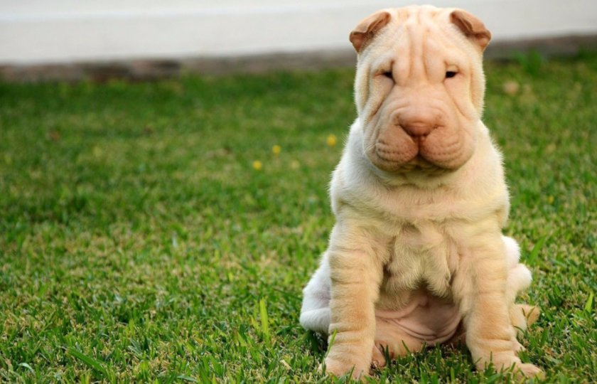 Шарпей Шарпей