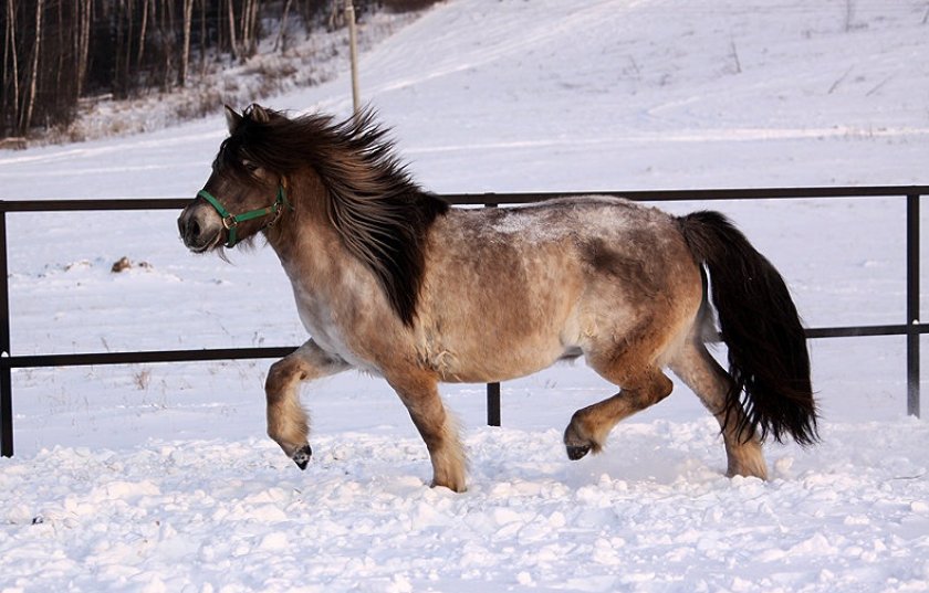 Якутская порода