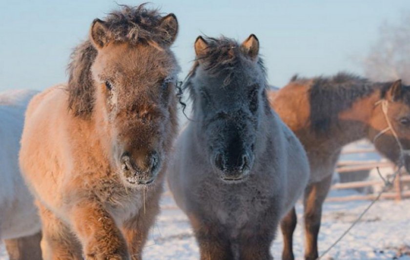 Якутская лошадь: фото, экстерьер, содержание и уход