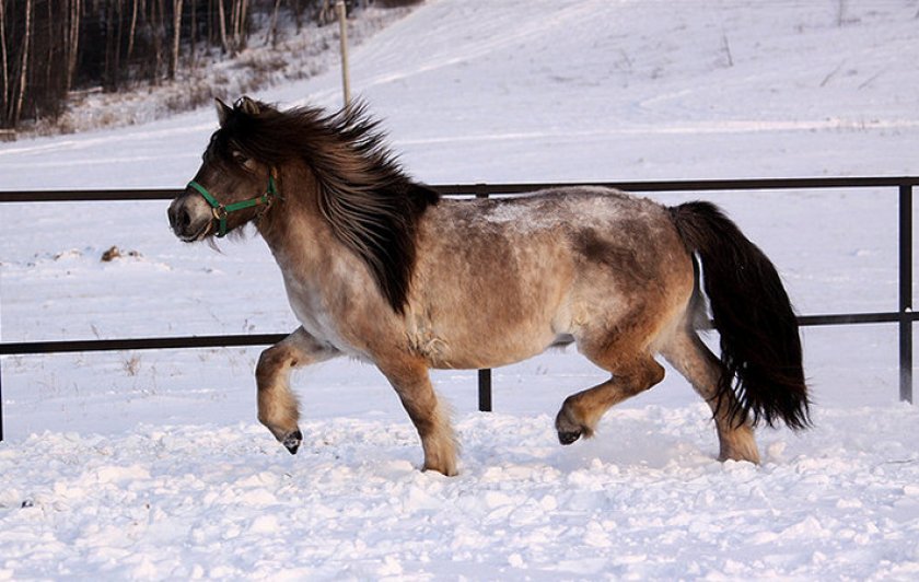 Якутская лошадь: фото, экстерьер, содержание и уход