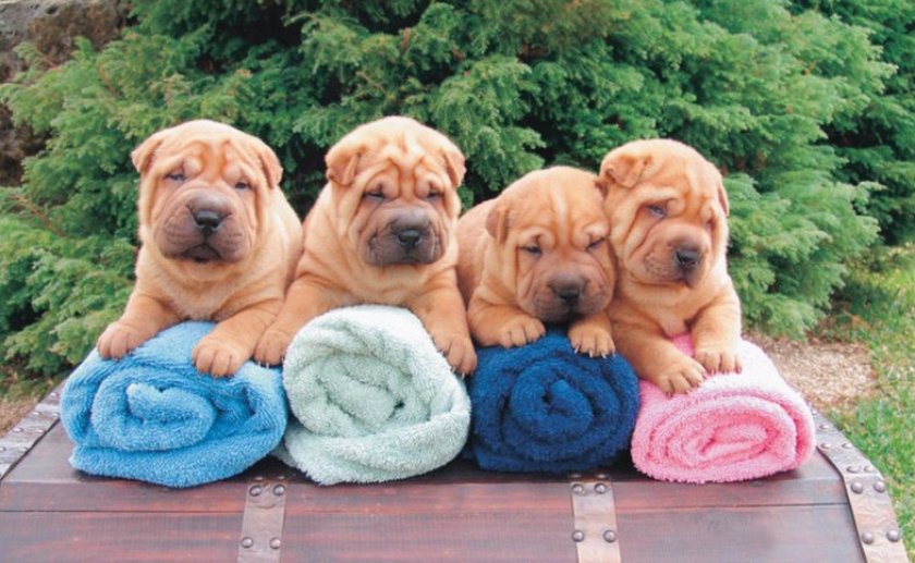 Щенки шарпея Щенки шарпея