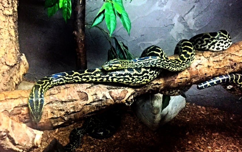 Парагвайская анаконда