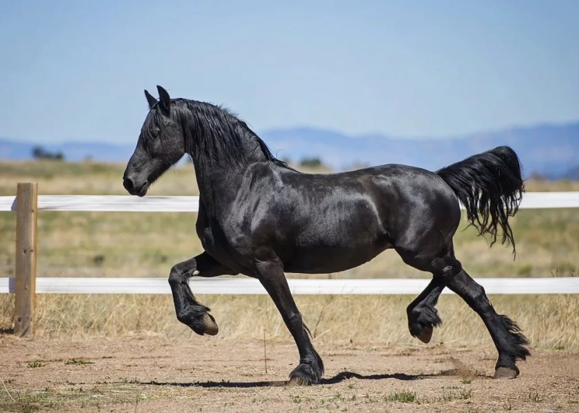 Першерон порода