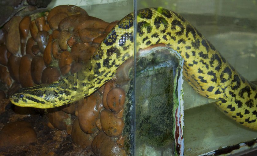 Парагвайская анаконда