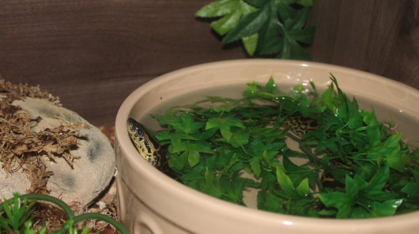 Парагвайская анаконда