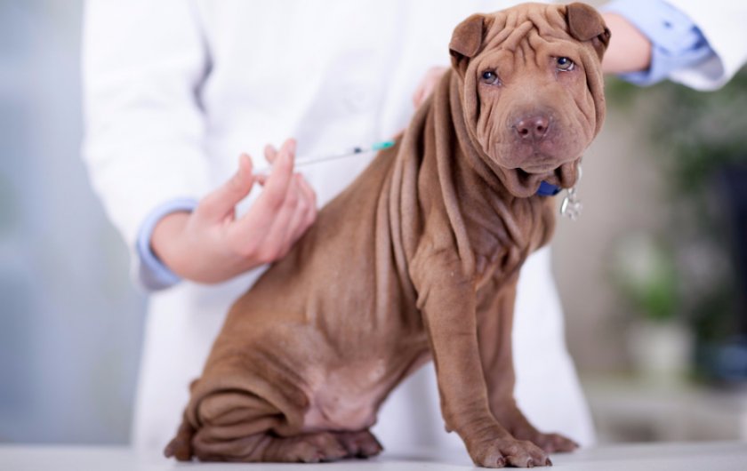 Прививка Прививка