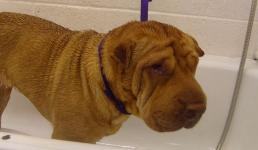 Купание шарпея Купание шарпея