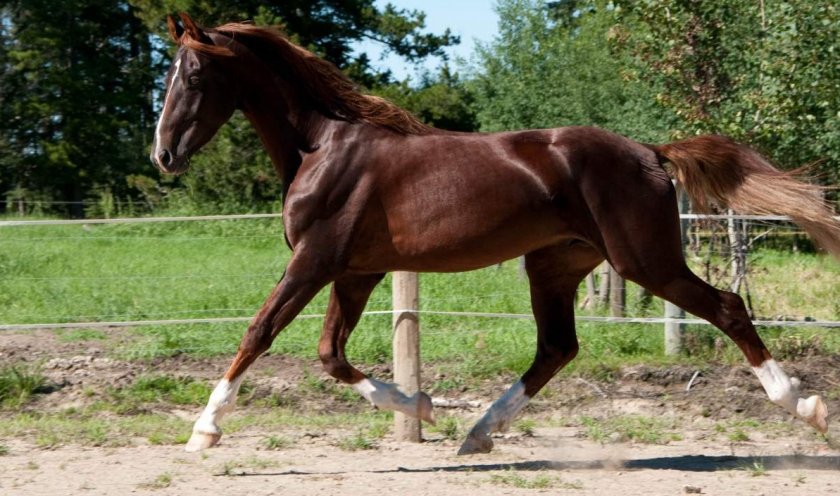 Американская верховая лошадь.