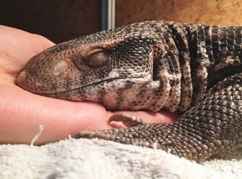 Виды, условия и особенности содержания домашнего варана