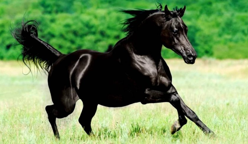 Арабский скакун