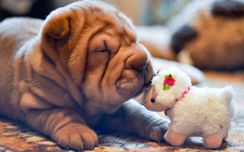 Шарпей Шарпей