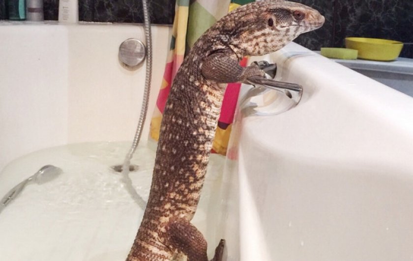 Варан в домашних условиях