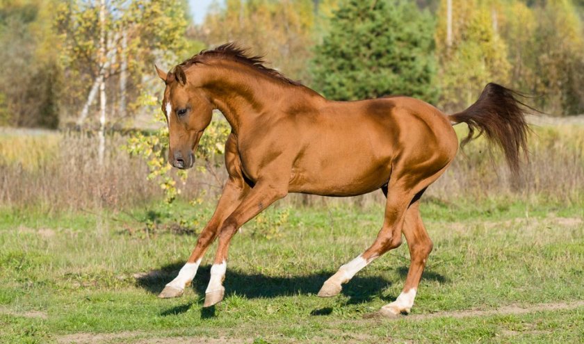 Донская порода