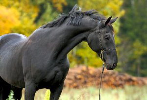 Русская порода лошади