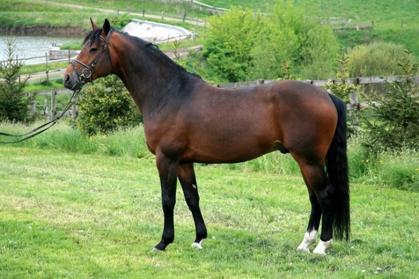 Русский рысак