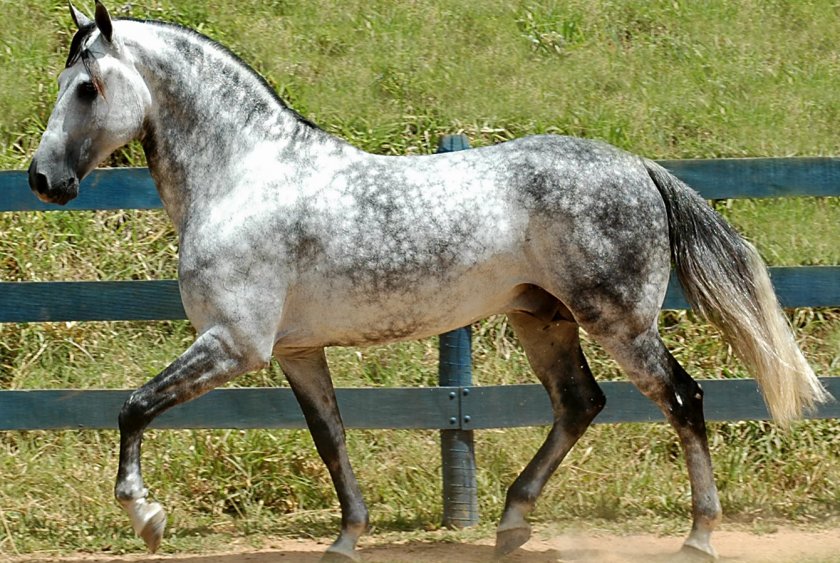 Орловский рысак