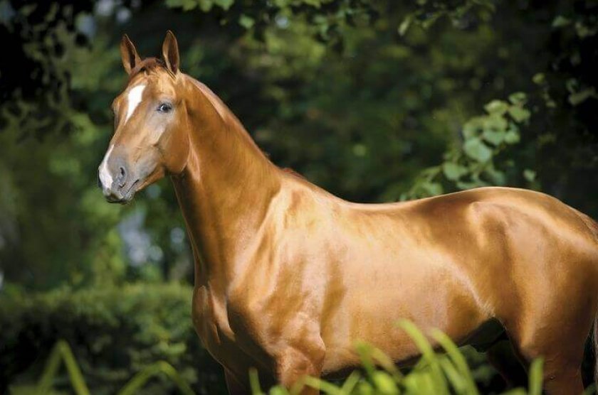 Донская лошадь