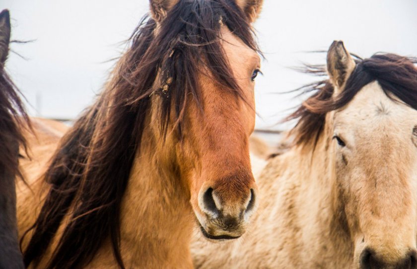 Башкирская лошадь