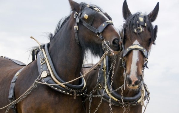 Упряжь для лошади и других животных: как подобрать правильную