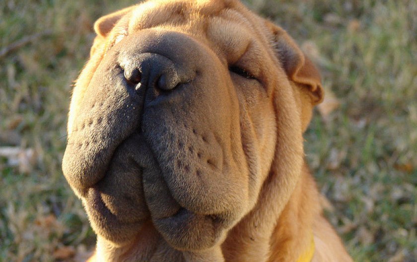 Шарпей Шарпей