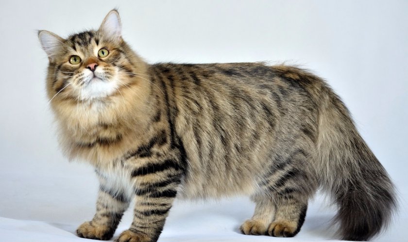 Сибирская кошка Сибирская кошка