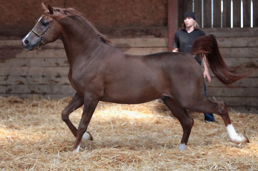 Арабская лошадь