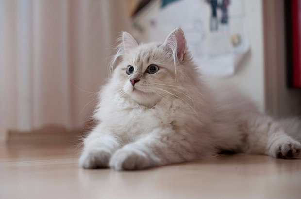 Сибирская кошка Сибирская кошка
