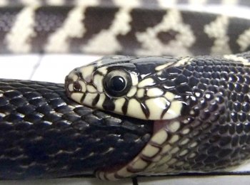 Почему змеи едят сами себя