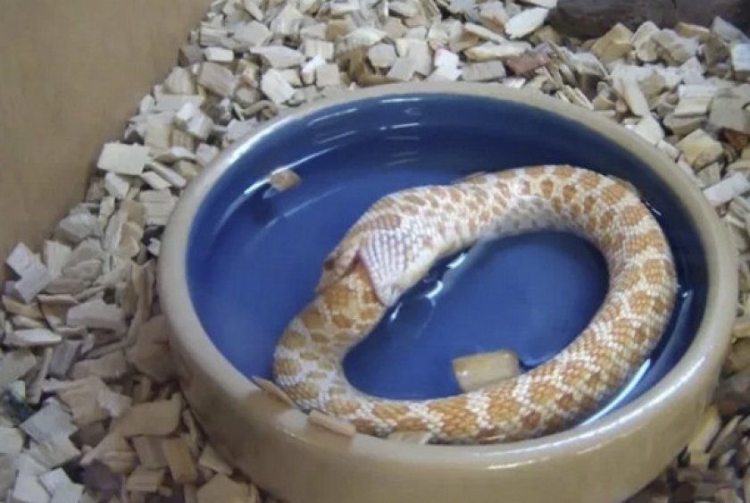 Змея ест саму себя Змея ест саму себя