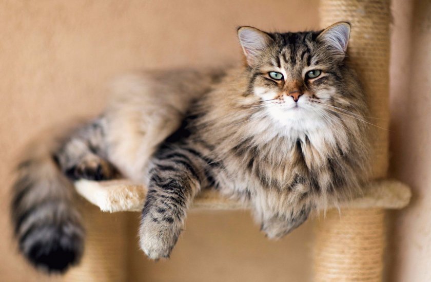 Сибирская кошка Сибирская кошка