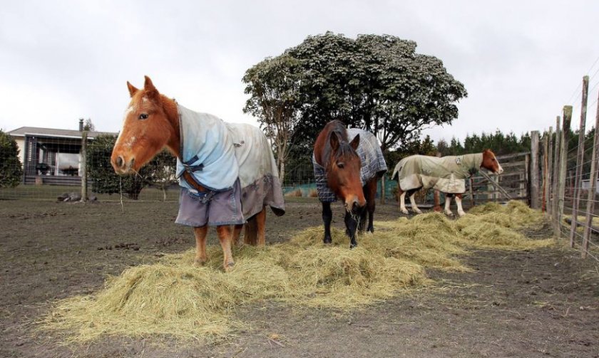 Корм для лошадей